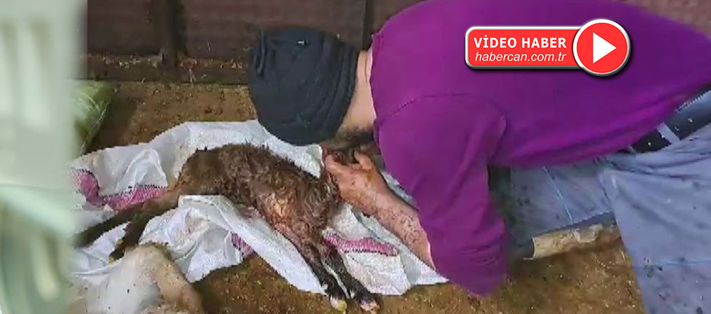 Kalbi duran oğlağı suni teneffüsle hayata döndürdü