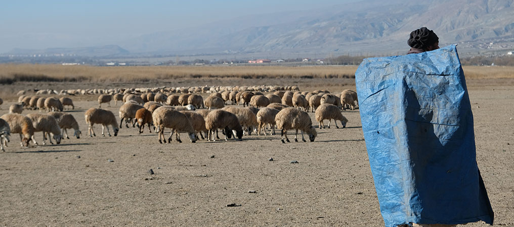 Zemheride Kar Yağmayınca Küçükbaş Hayvanları Yeniden Meralara Çıkardılar  