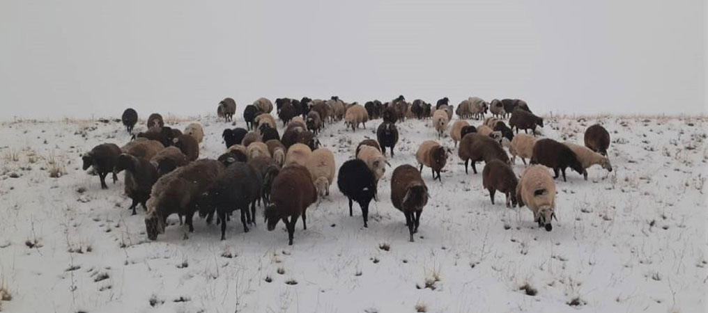 Kar Yağışı Koyun Sürülerine Zor Anlar Yaşattı