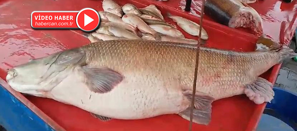 Karasu Nehri'nde 110 Kilo Fırat Turnası Yakalandı