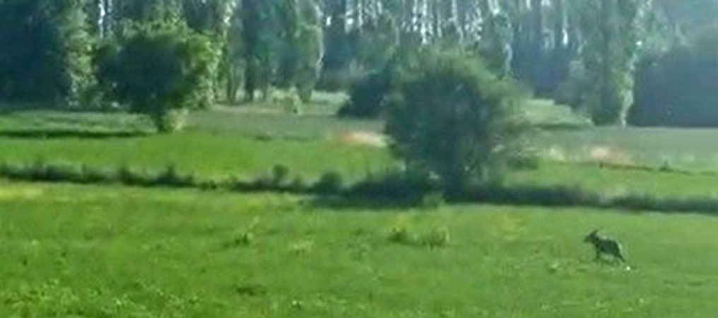 Karayoluna İnen 2 Kurt Görüntülendi