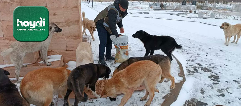 Karlı Günlerde Sokak Hayvanları Unutulmadı