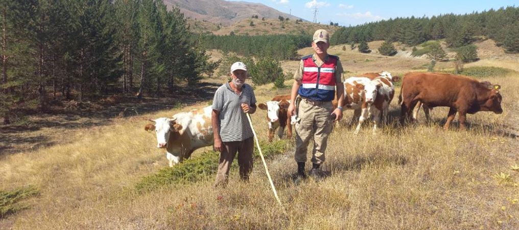 Kaybolan Hayvanları Jandarma Ekipleri Drone İle Buldu