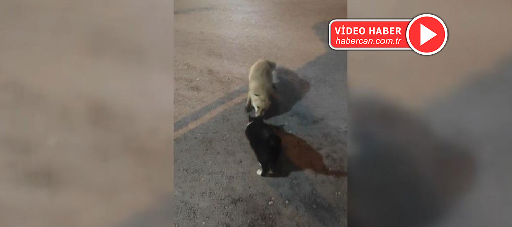 Kediyle Tilkinin Yemek Mücadelesi 