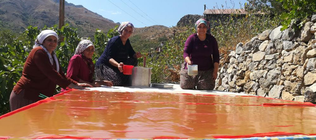 Kemaliye’de Kadınların Zorlu Pestil Ve Pekmez Yapımı İmece Usulü İle Eğlenceli Hale Geliyor