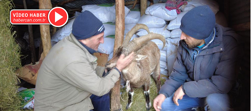 Yaban Keçisini Sevmeye Doyamadı