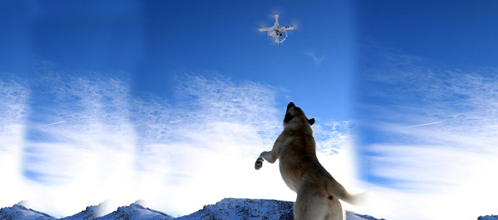 Köpeğin Drone İle Mücadelesi İlginç Görüntü Oluşturdu