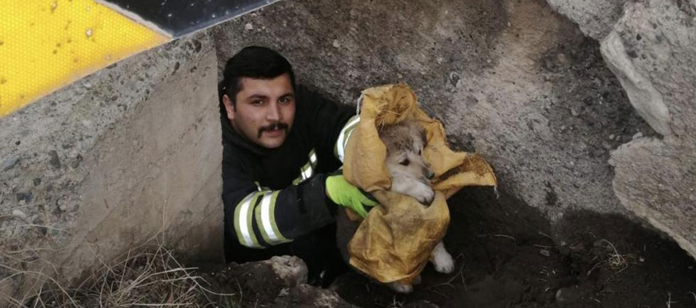 Köprü Altında Mahsur Kalan Yavru Köpekler İtfaiye Ekiplerince Kurtarıldı