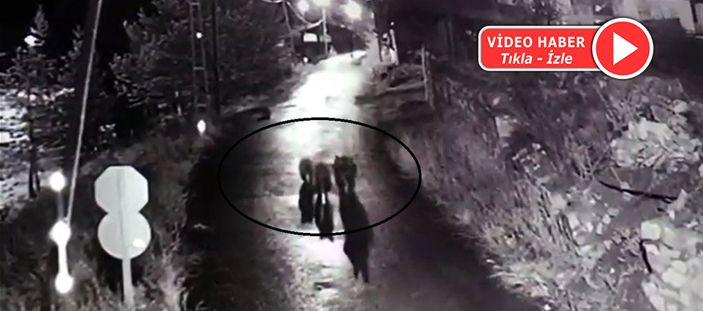 Köyün Sokaklarında Dolaşan 3 Ayı Güvenlik Kamerasına Yansıdı