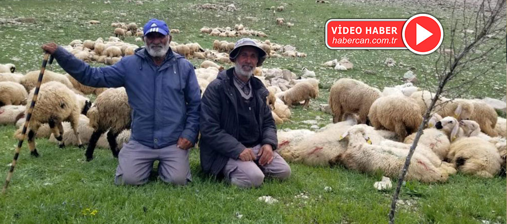 Koyun Sürüleri İranlı Çobanlara Emanet