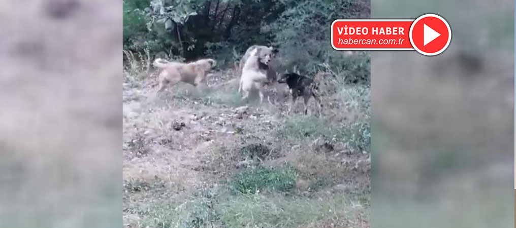 Köyün Yakınlarına Kadar İnen Boz Ayıya Çoban Köpekleri Geçit Vermedi