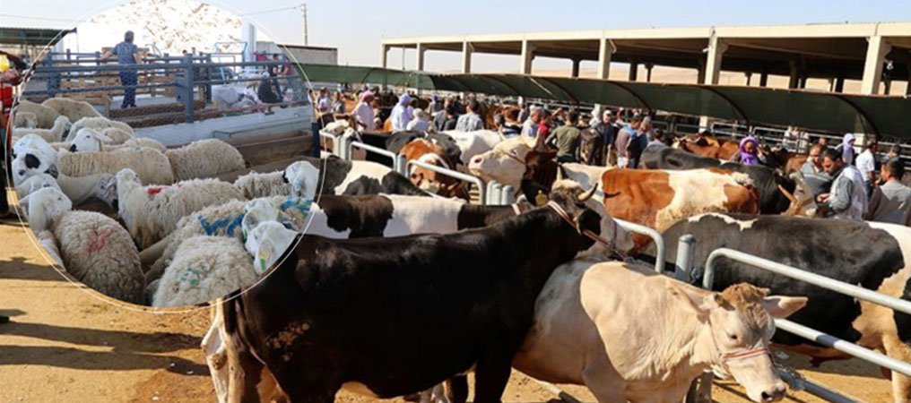 Kurban Pazarlarında Satılamayan Kurbanlıkları ESK Satın Alınacak