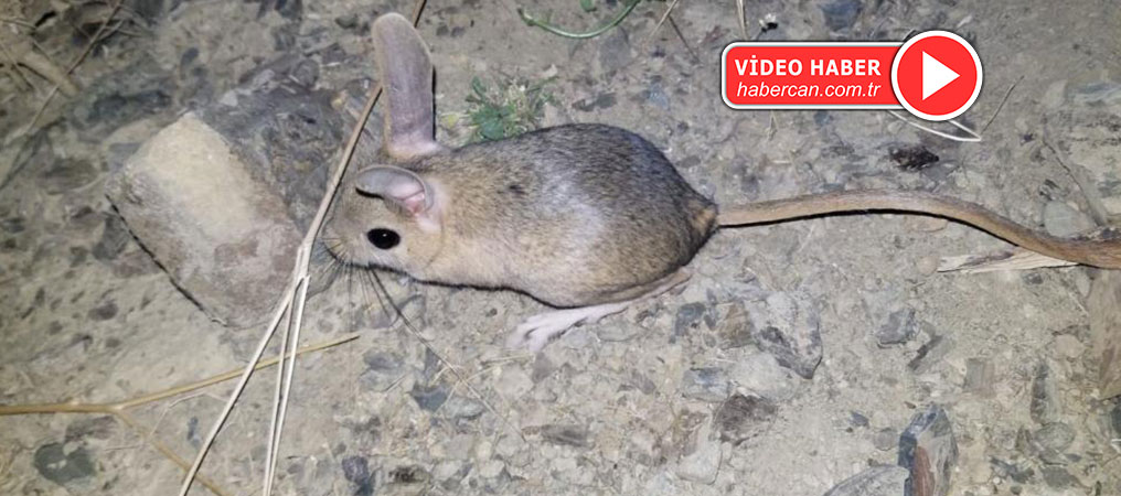 Kırmızı Listede Bulunuyor! Erzincan’da Kanguru Faresine Benzeyen Arap Tavşanı Görüntülendi