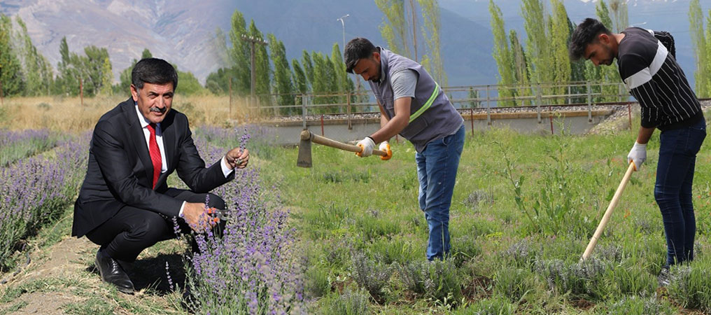 Lavanta Üretiminde Çalışmalar Devam Ediyor