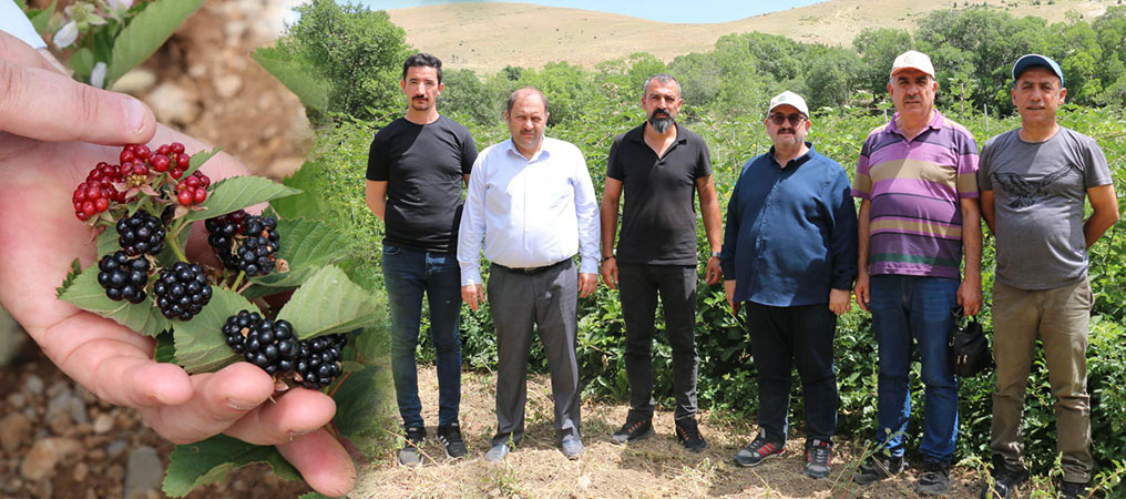 Memleketine Döndü, Böğürtlen Yetiştiriciliğine Başladı