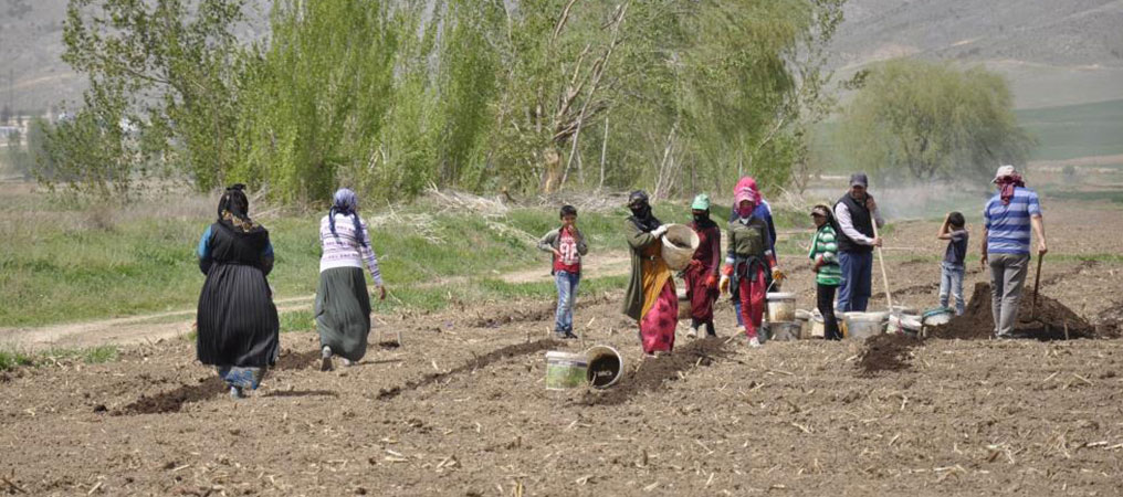 Mevsimlik Tarım İşçilerinin Sıcakta Ekmek Mücadelesi