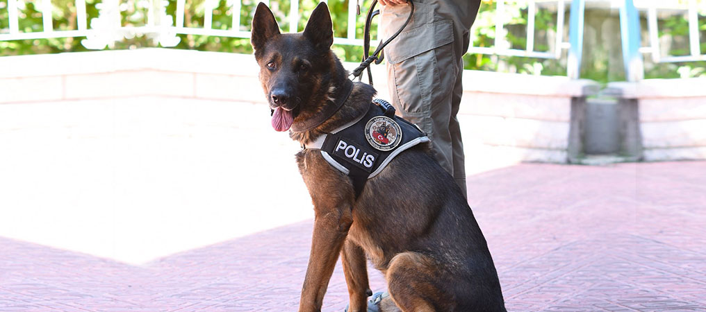 Narkotik Detektör Köpeği ‘ODİN’, Uyuşturucu Tacirlerine Göz Açtırmıyor