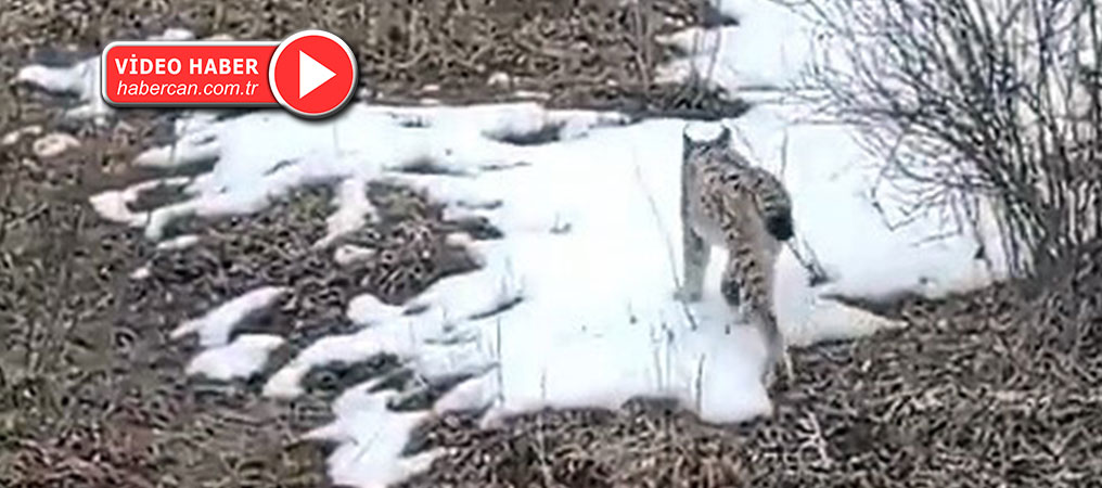 Ormanların hayaleti Vaşak Kelkit’te vatandaşların kamerasına takıldı