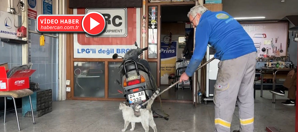 Oto Tamircisinin Maskotu Paşa Fırçayı Görünce Dayanamıyor!