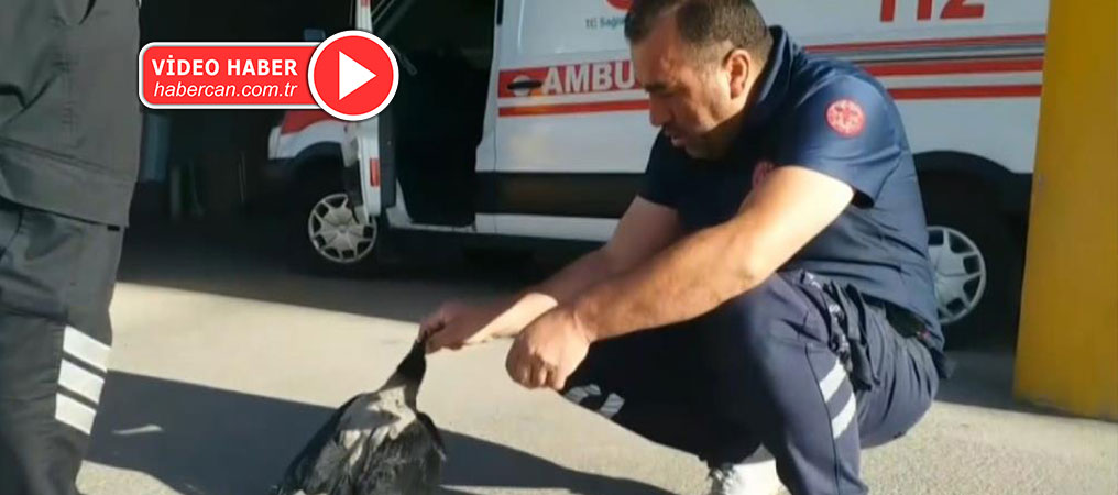 Sağlık Çalışanı Kargayı Elleriyle Besliyor