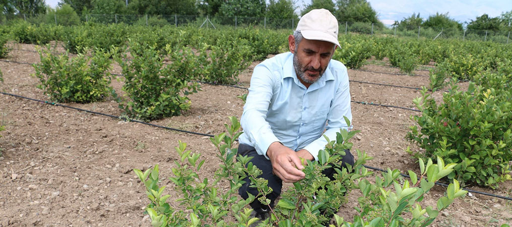 “Süper Meyve’’ Aronya Erzincan’ı Sevdi