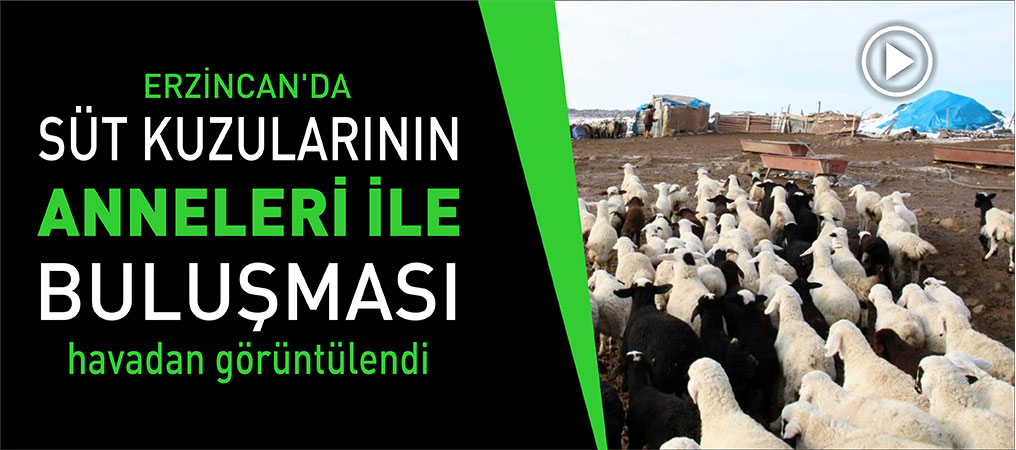 Süt Kuzularının Anneleri İle Buluşması Dron İle Görüntülendi