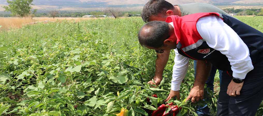 1 Milyon 100 Bin Adet Dikti, Günde 80 Kişi Çalıştırıyor