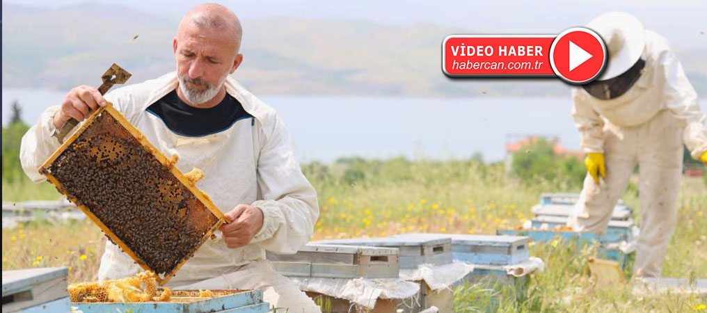  Toz taşınımı polen ve nektara ulaşımı zorlaştırdı, arılar strese girdi