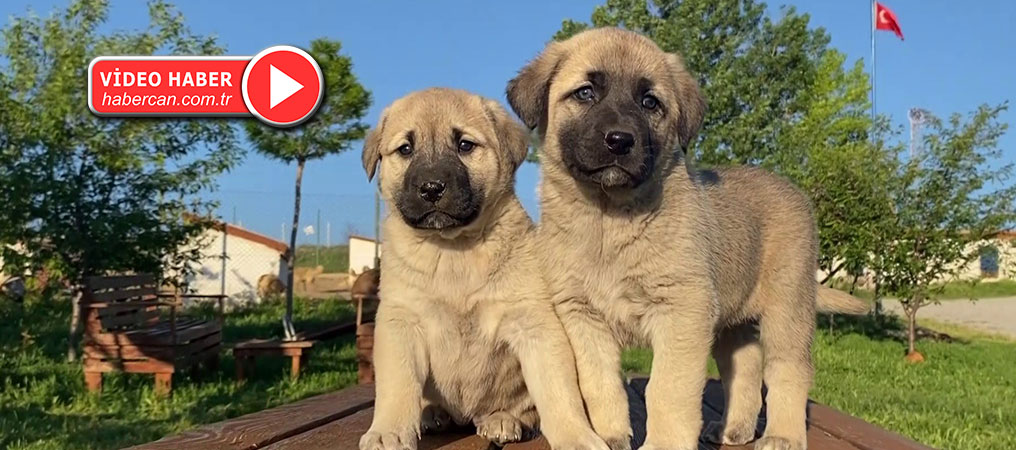 Uzmanı Açıkladı, Sokak Köpeği Sorununun Çözümü Doğru Çiftleştirmeden Geçiyor