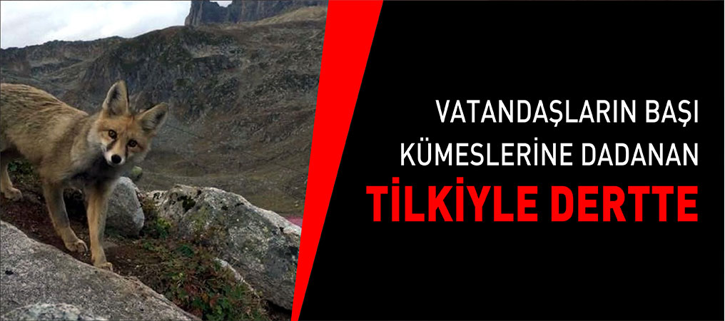 Vatandaşların Başı Kümeslerine Dadanan Tilkiyle Dertte