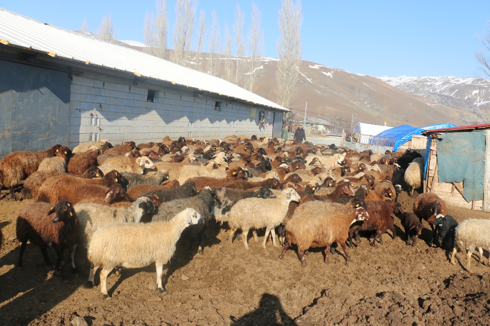 Erzincan’da Koyunculuk Kredisi 1 Milyon 200 Bin Liraya Yükseltildi
