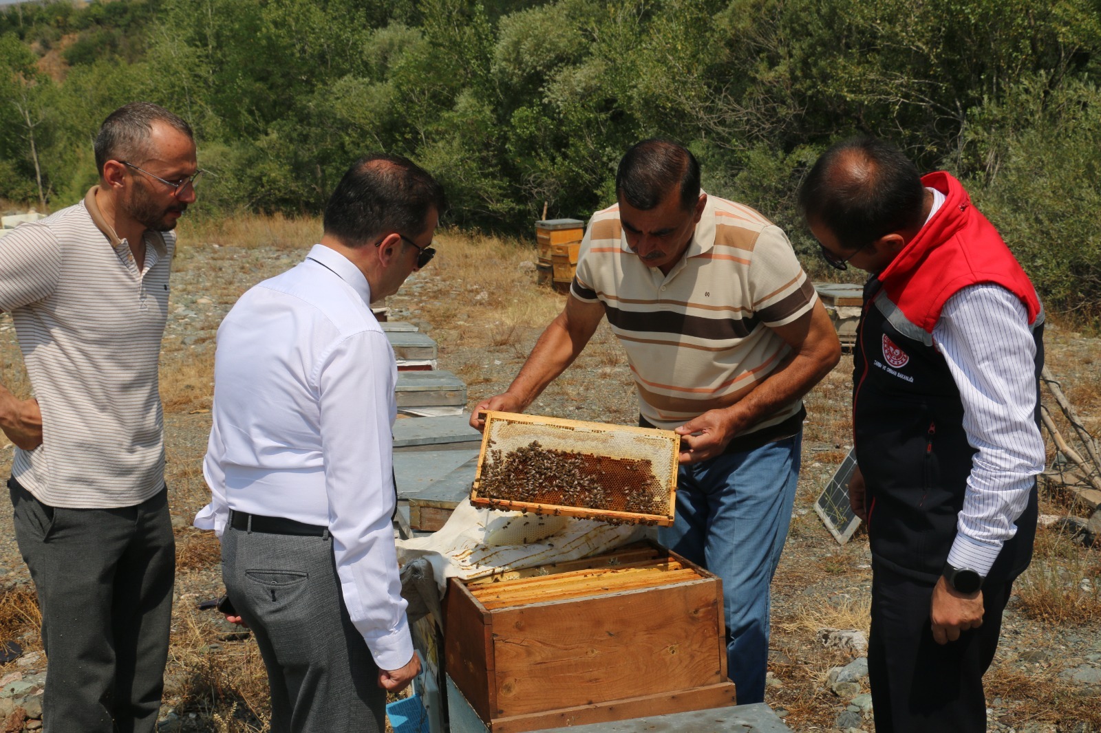 Erzincan’da Geven Balı Hasadı Başladı