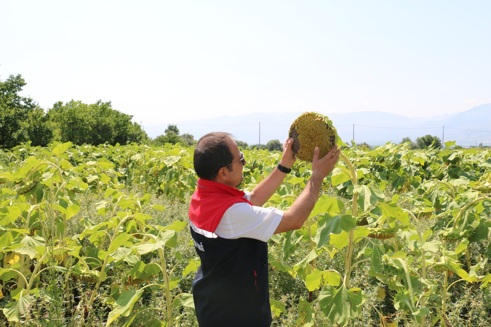 Erzincan’ın Yeni Gözdesi: Çekirdeklik Ayçiçeği