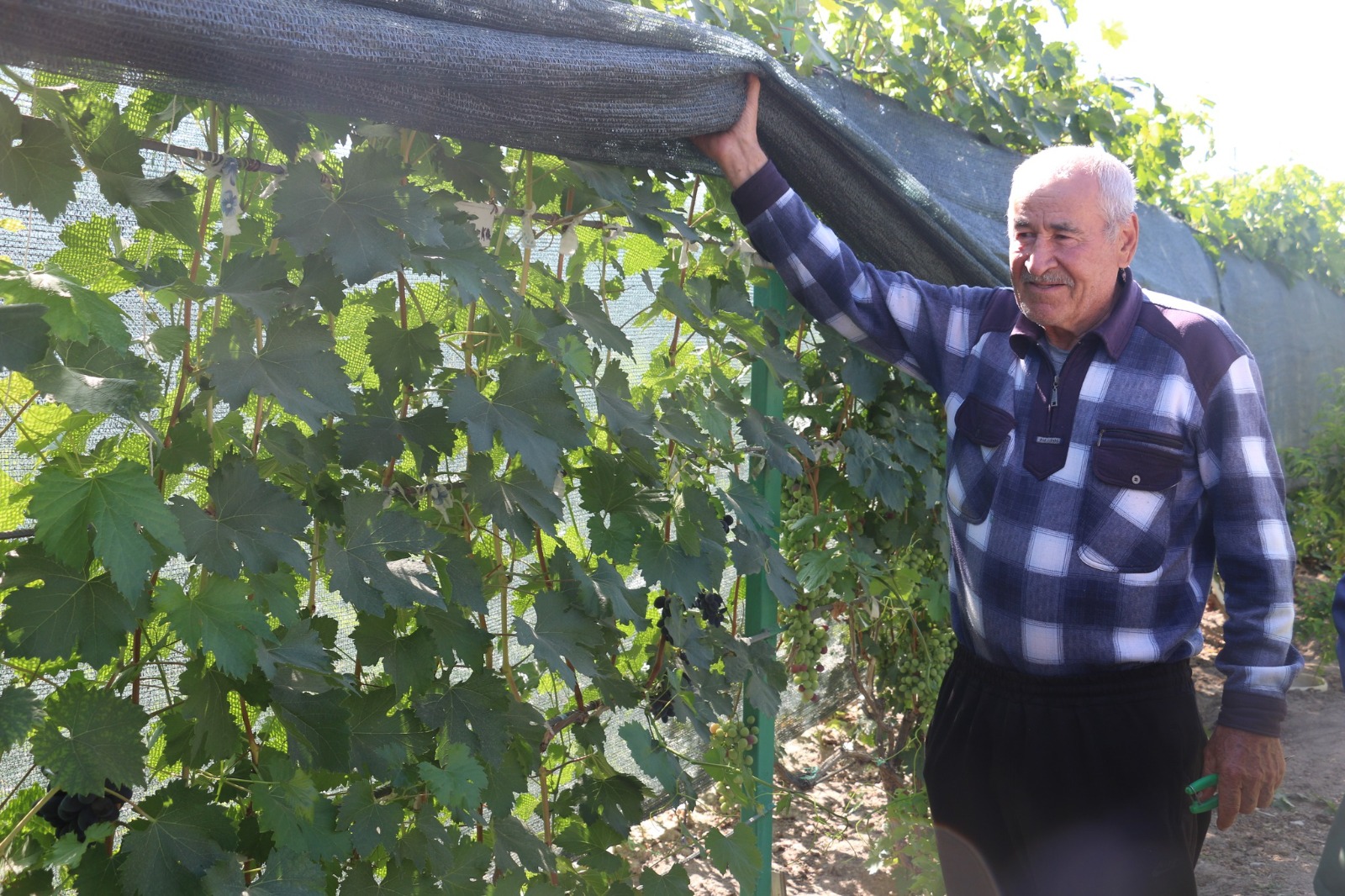 300 Metrekarelik Alanda 70 Çeşit Üzüm Yetiştiriyor