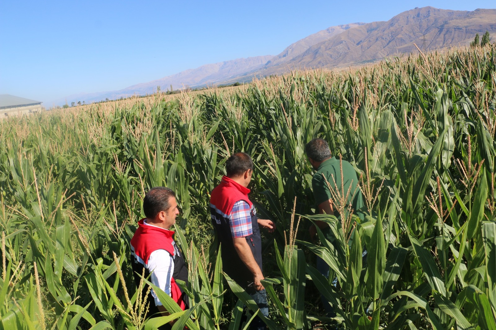 Erzincan’da Silajlık Mısır Yetiştiriciliği Artıyor