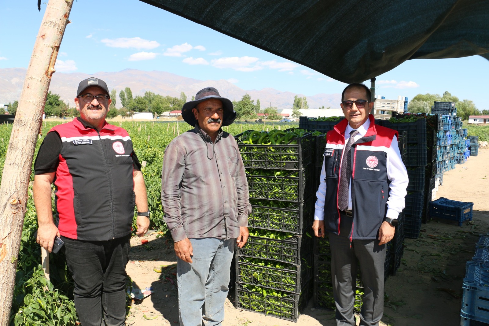 Erzincan Sebzecilikte Emin Adımlarla İlerliyor