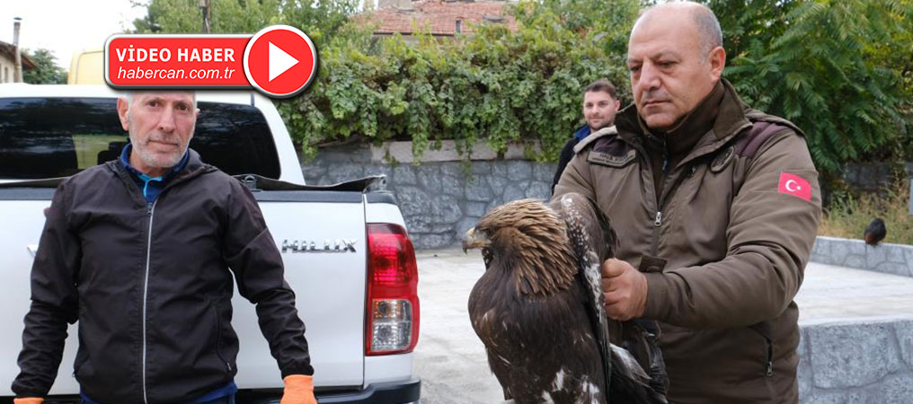 Erzincan’da Yaralı Kartal Tedavi Altına Alındı