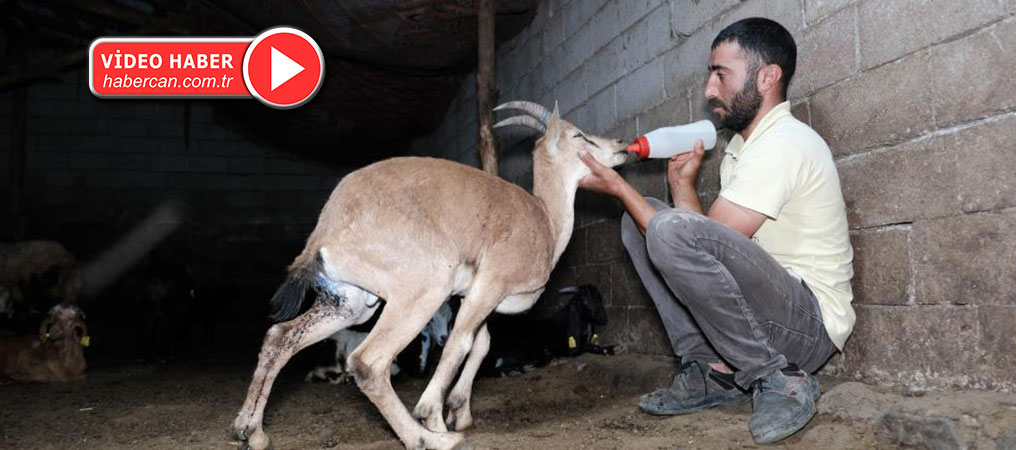 Yaralı Yaban Keçisine Şefkat Eli