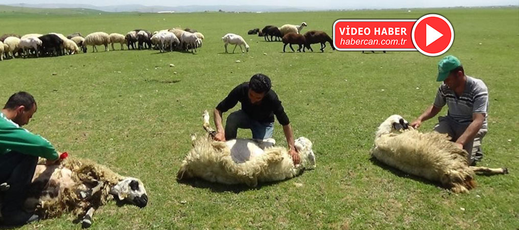 Yaylada Koyun Kırkma Mesaisi Başladı