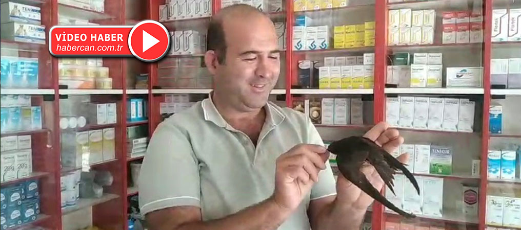 Yerde Yaralı Halde Bulunan Ebabil Kuşu Veterinerde Tedavi Ediliyor